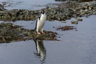 Falkland Islands weather forecast