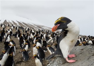 Falkland Islands weather forecast