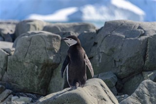 Falklandinsaaret sääennuste