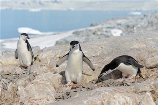 Falkland Islands weather forecast