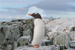 Falklandy prognoza pogody