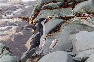 Falkland Islands weather forecast