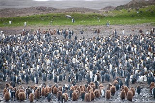 Falkland Eilanden weersvoorspelling