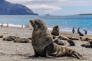 Falkland Islands weather forecast