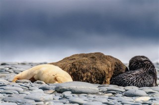 Falkland Islands weather forecast