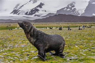 Falkland Islands weather forecast