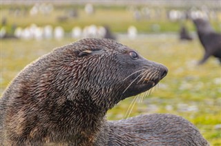 Falkland Islands weather forecast