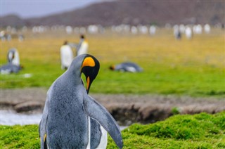 Falkland Islands weather forecast