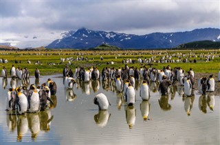 Falkland Islands weather forecast