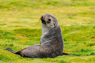 Falklandy prognoza pogody