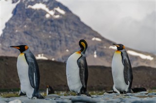 Falkland Islands weather forecast