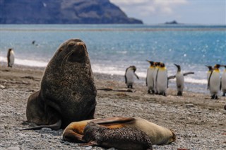 Falkland Islands weather forecast