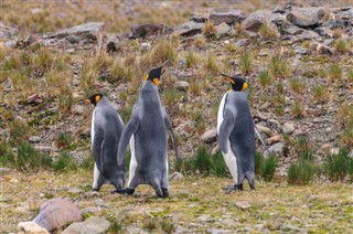 Falkland Islands weather forecast