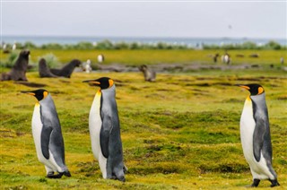 Falkland Islands weather forecast