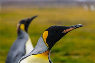 Falkland Islands weather forecast