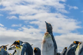 Falkland Islands weather forecast