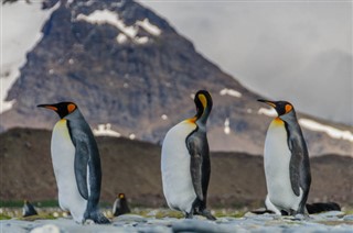 Falkland Islands weather forecast