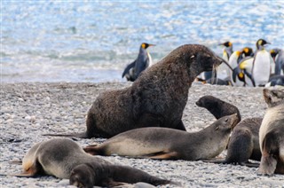 Falkland Islands weather forecast