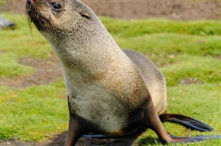 Falkland Islands weather forecast