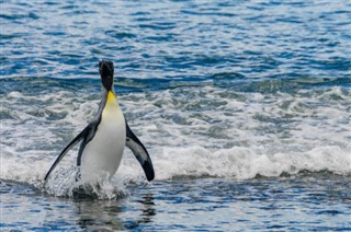 Falklandski otoci vremenska prognoza