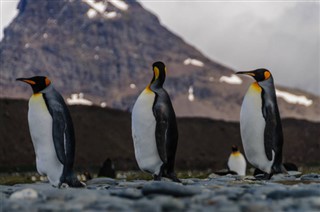 Falkland Islands weather forecast