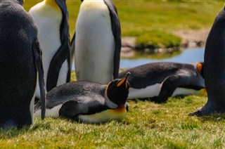 Falkland Islands weather forecast