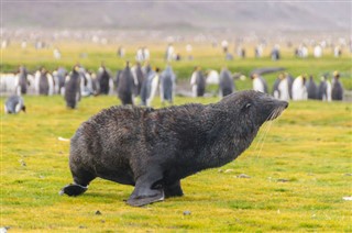 Falklandy prognoza pogody