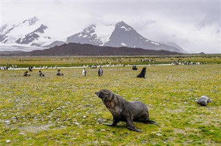 Falkland Islands weather forecast