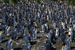 Falkland Islands weather forecast