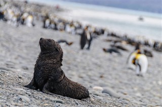 Falkland Islands weather forecast