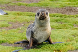 Falkland Islands weather forecast