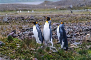 Falkland Islands weather forecast