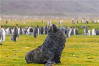 Falkland Islands weather forecast