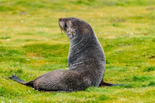 Falkland Islands weather forecast