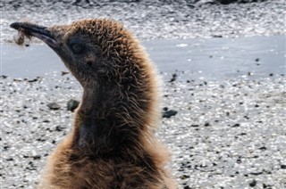 Falkland Islands weather forecast