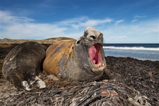 Falklandy prognoza pogody