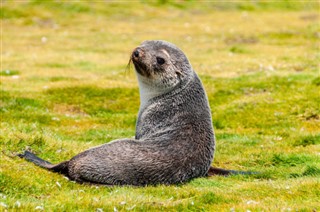 Falkland Islands weather forecast