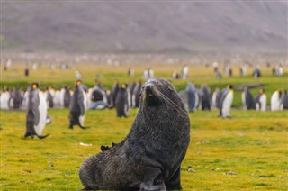 Falkland Islands weather forecast