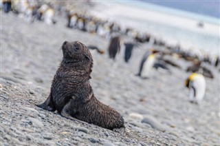 Falkland Islands weather forecast