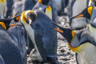 Falkland Islands weather forecast