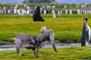 Falkland Islands weather forecast