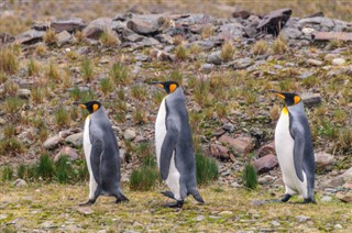 Falkland Islands weather forecast