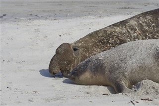 Falklandy prognoza pogody