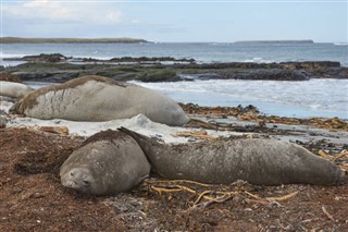 Falkland Islands weather forecast