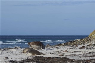 Falkland Islands weather forecast