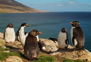 Falkland Islands weather forecast