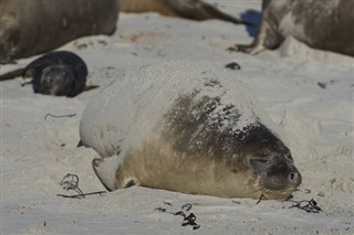 Falklandski otoci vremenska prognoza