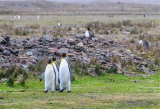 Falkland Islands weather forecast