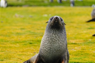 Falkland Islands weather forecast