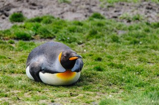 Falkland Islands weather forecast